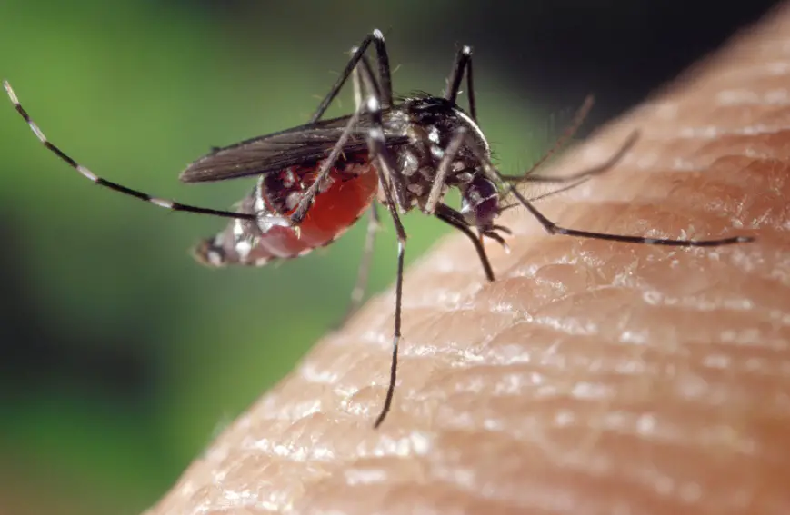 Tchad ; alerte à l'épidémie de Dengue à Abéché, le ministère de la Santé appelle à la vigilance
