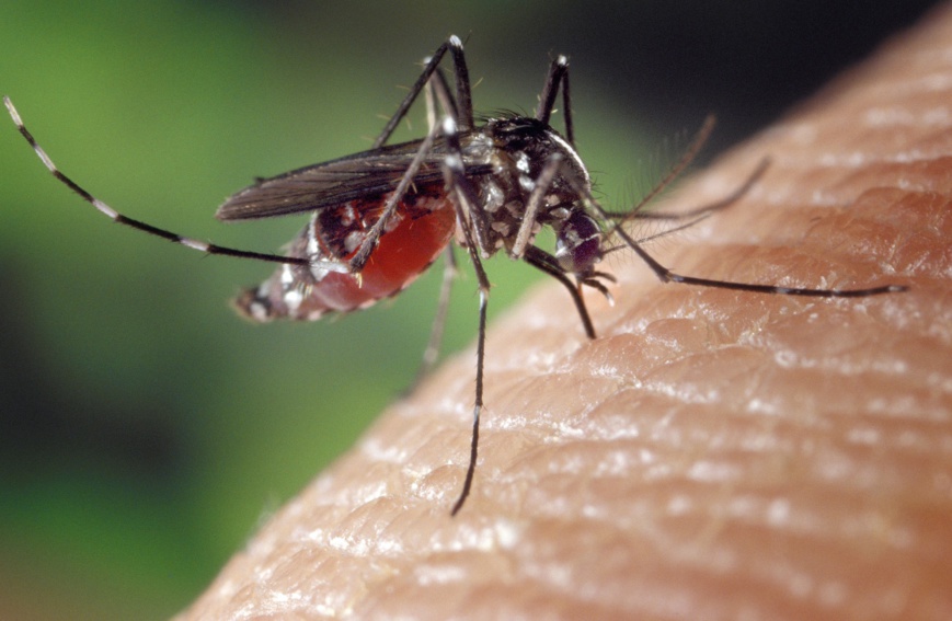 Tchad ; alerte à l'épidémie de Dengue à Abéché, le ministère de la Santé appelle à la vigilance