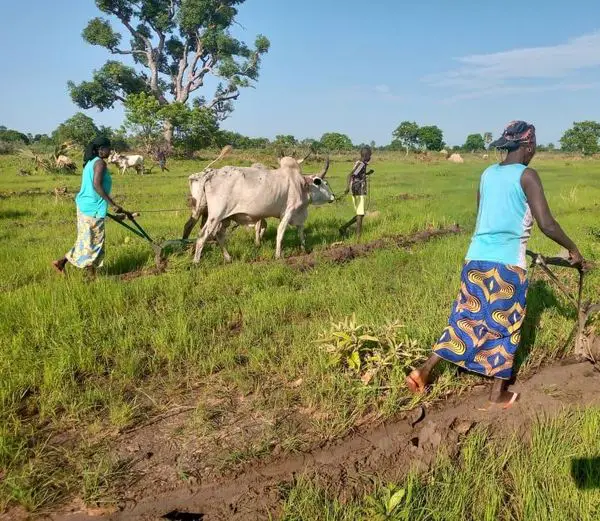 Tchad : enjeux et perspectives pour un avenir prospère du potentiel agricole