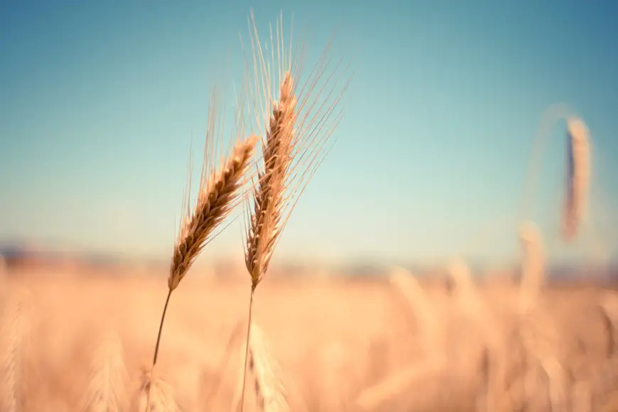 Éthiopie : accord de subvention de 84,3 millions de dollars destiné à améliorer la production de blé