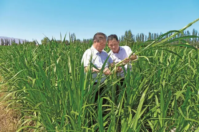 Lin Zhanxi (left) checks the growth of Juncao grass in a science and technology innovation industrial park in Shizuishan, northwest China's Ningxia Hui autonomous region. (Photo by Lang Kai)