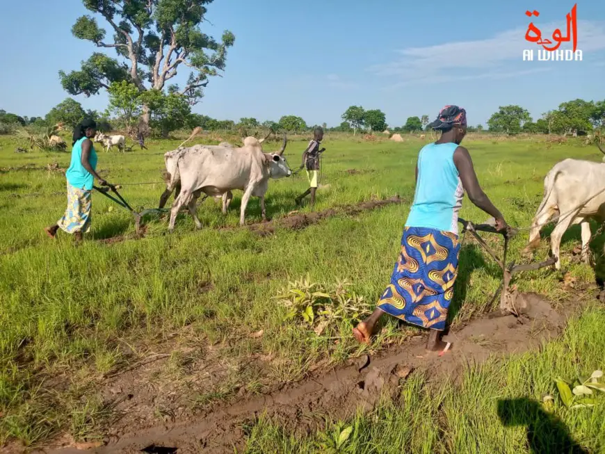 Cultiver sans eau : une solution cruciale pour le Tchad