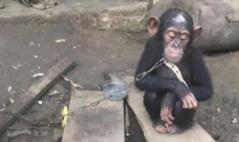 Cameroun : trois trafiquants d'animaux sauvages arrêtés à Ebolowa Cameroun : trois trafiquants d'animaux sauvages arrêtés à Ebolowa
