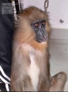 Cameroun : trois trafiquants d'animaux sauvages arrêtés à Ebolowa Cameroun : trois trafiquants d'animaux sauvages arrêtés à Ebolowa