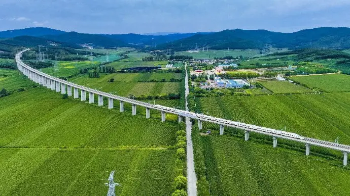 A bullet train runs across rice fields in Jixian county, Shuangyashan, northeast China's Heilongjiang province, Aug. 29, 2023, making a splendid view. (Photo by Yuan Yong/People's Daily Online)