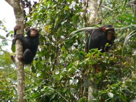 Cameroun : une menace contre les drills! Cameroun : une menace contre les drills!