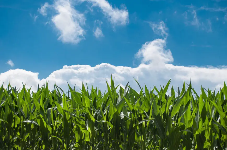 Un champ de maïs. Illustration © Pixabay