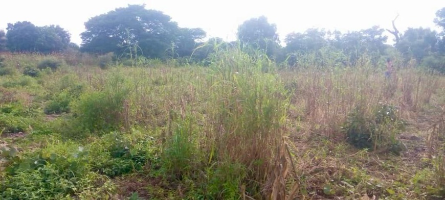 Tchad : un garçon de 13 ans enlevé contre une rançon de 20 millions FCFA au Mayo Kebbi Ouest Tchad : un garçon de 13 ans enlevé contre une rançon de 20 millions FCFA au Mayo Kebbi Ouest