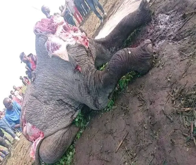 RDC / Fait divers : Un éléphant perd ses repères et se fait bouffer par ses « prédateurs » humains