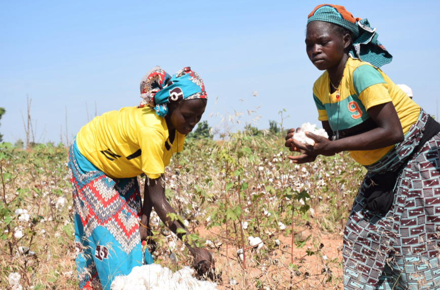 Récolte de coton dans un champ dans la zone usine de Pala Récolte de coton dans un champ dans la zone usine de Pala