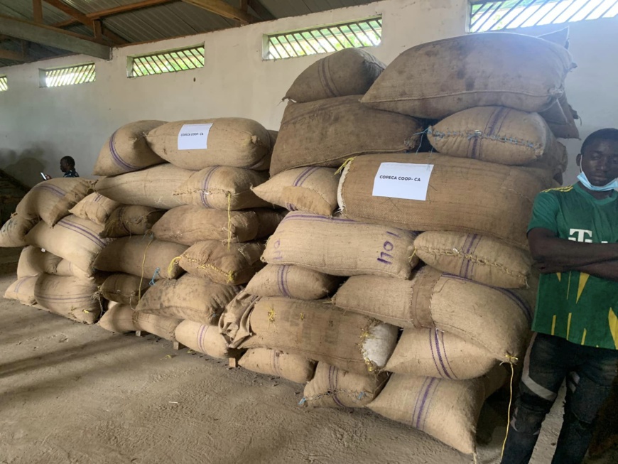 Cameroun : le pays atteint un nouveau prix record de 2015 FCFA le kilogramme de cacao