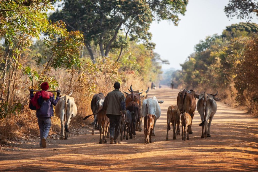 Zambie : la BAD aide les petits éleveurs à s'adapter au changement climatique Zambie : la BAD aide les petits éleveurs à s'adapter au changement climatique
