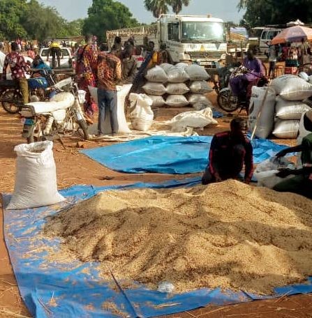 Tchad / Agriculture :  Filière de sésame, une rentre agricole mal exploitée