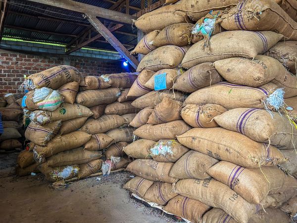 Cameroun : le kilogramme de cacao vient d’atteindre le prix de 2050 FCFA Cameroun : le kilogramme de cacao vient d’atteindre le prix de 2050 FCFA