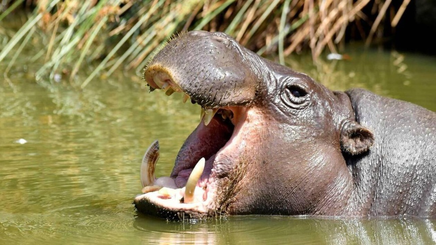 L'hippopotame :  une espèce fortement menacée d’extinction