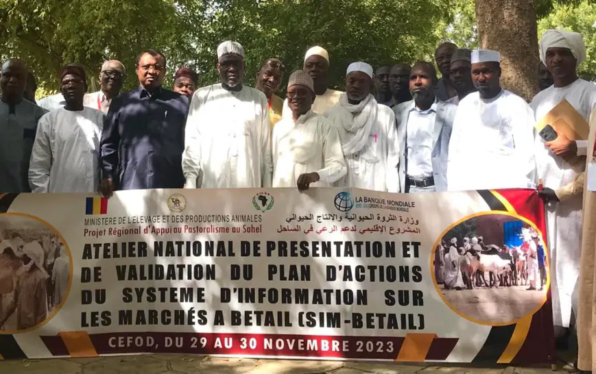 Tchad : modernisation et pérennisation du marché du bétail avec le lancement du plan d'action du SIMB