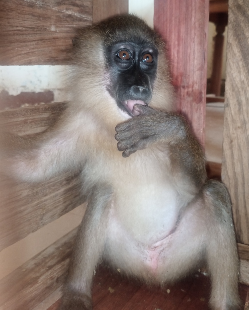 Cameroun : un employé de mairie arrêté en possession d’un drill à Yabassi Cameroun : un employé de mairie arrêté en possession d’un drill à Yabassi