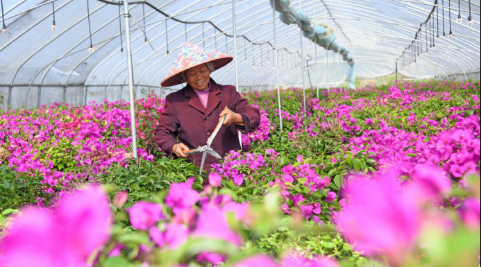 A farmer trims flowers in Xianju county, Taizhou, east China's Zhejiang province. (Photo by Wang Huabin/People's Daily Online) A farmer trims flowers in Xianju county, Taizhou, east China's Zhejiang province. (Photo by Wang Huabin/People's Daily Online)