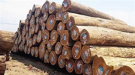 Guinée Equatoriale : l'exportation des bois en grumes sera interdite à partir du juin prochain