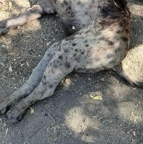 Tchad : Un cas de rage suspecte à Aboudeïa dans la province du Salamat Tchad : Un cas de rage suspecte à Aboudeïa dans la province du Salamat