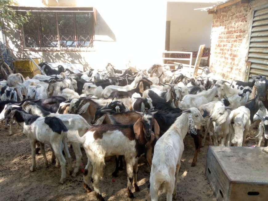 Tchad : La Mairie du 9e arrondissement de N’Djamena remet des moutons aux pasteurs Tchad : La Mairie du 9e arrondissement de N’Djamena remet des moutons aux pasteurs