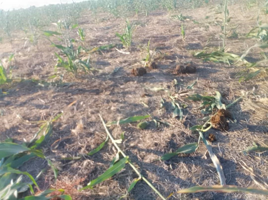 Cameroun : Plus de 30 hectares des champs dévastés par les éléphants à l’Extrême-Nord Cameroun : Plus de 30 hectares des champs dévastés par les éléphants à l’Extrême-Nord