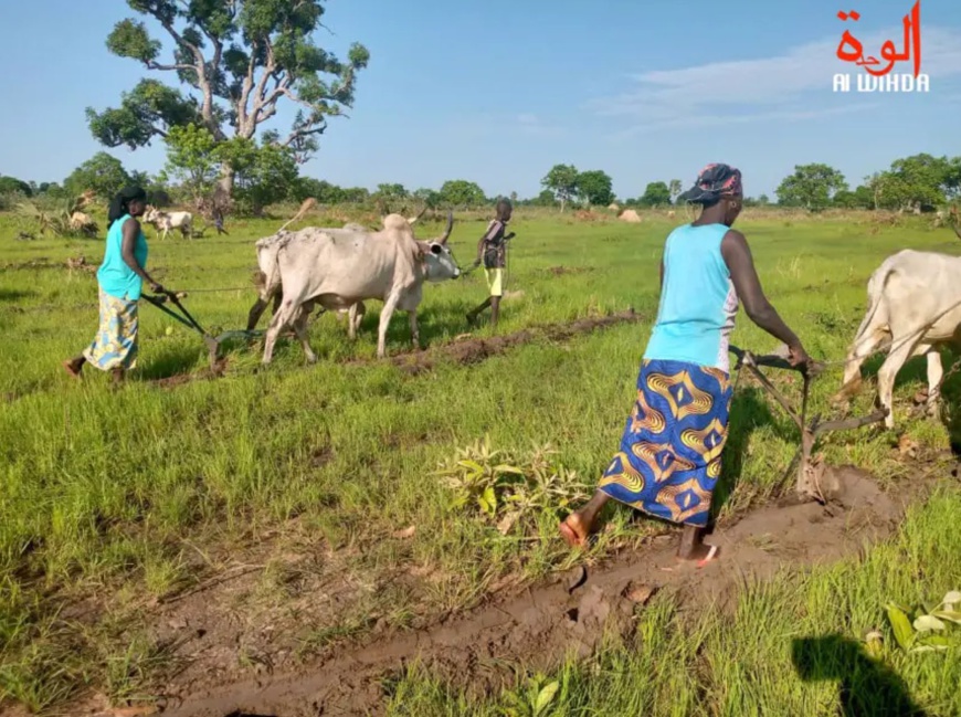 Tchad : l'implication des jeunes, une solution prometteuse dans la lutte contre la faim