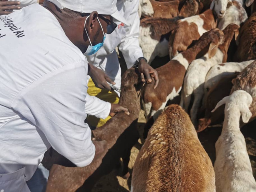 Tchad : lancement de la campagne de vaccination contre les maladies animales au Ouaddaï Tchad : lancement de la campagne de vaccination contre les maladies animales au Ouaddaï