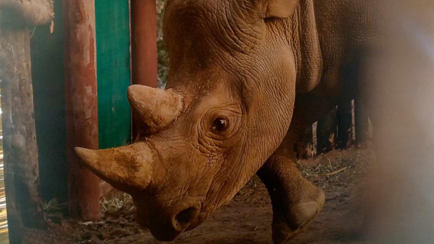 Tchad : réception officielle des rhinocéros noirs d'Afrique du Sud au Parc national de Zakouma