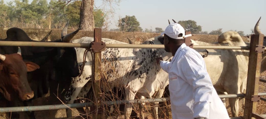Tchad : la campagne de vaccination contre la PPCB et les pestes des petits ruminants lancée à Goré Tchad : la campagne de vaccination contre la PPCB et les pestes des petits ruminants lancée à Goré