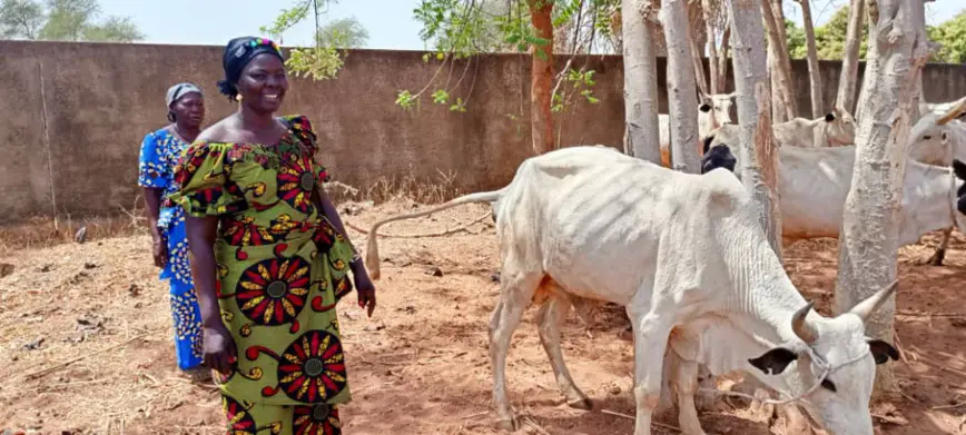 Tchad : Oxfam fait un don de bœufs d'attelage aux coopératives agricoles féminines du Mandoul