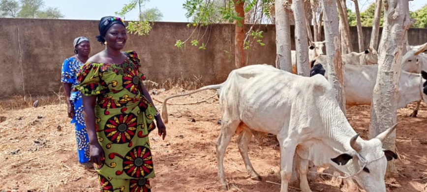 Tchad : Oxfam fait un don de bœufs d'attelage aux coopératives agricoles féminines du Mandoul Tchad : Oxfam fait un don de bœufs d'attelage aux coopératives agricoles féminines du Mandoul