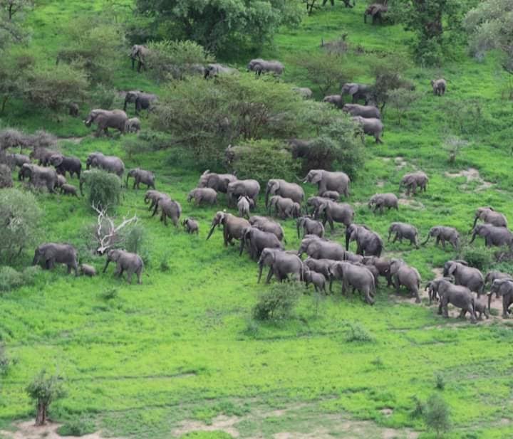 ©️📸African park ©️📸African park