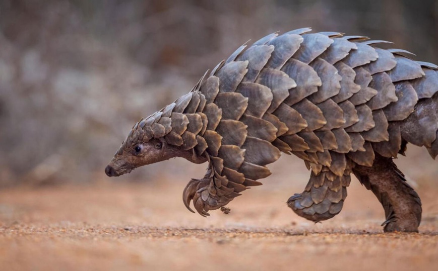 Cameroun : célébration de la Journée mondiale du pangolin