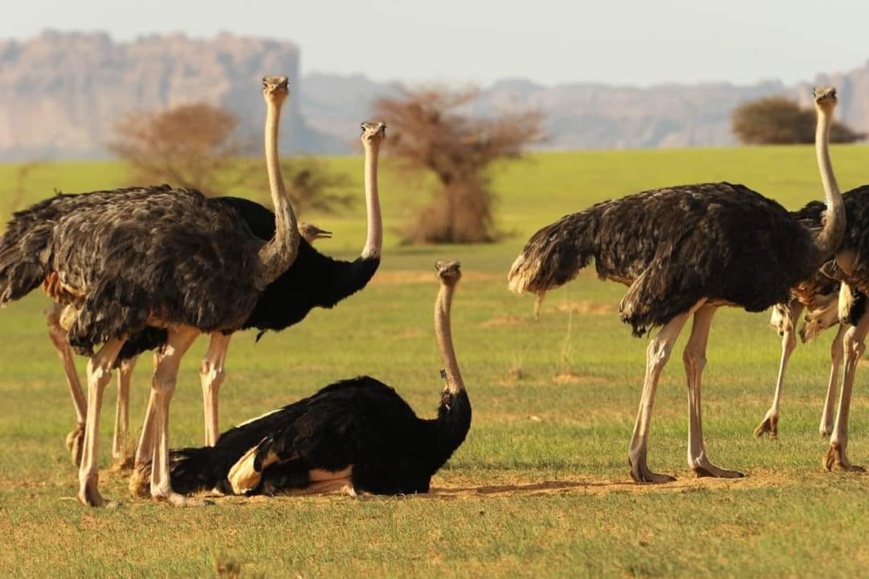 Tchad - Ennedi : un paradis caché au milieu du Sahara, à découvrir absolument ! Tchad - Ennedi : un paradis caché au milieu du Sahara, à découvrir absolument !