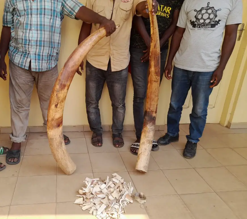 Trafic d’espèces protégées : quatre trafiquants d’ivoire arrêtés puis déférées à la prison civile de Lomé