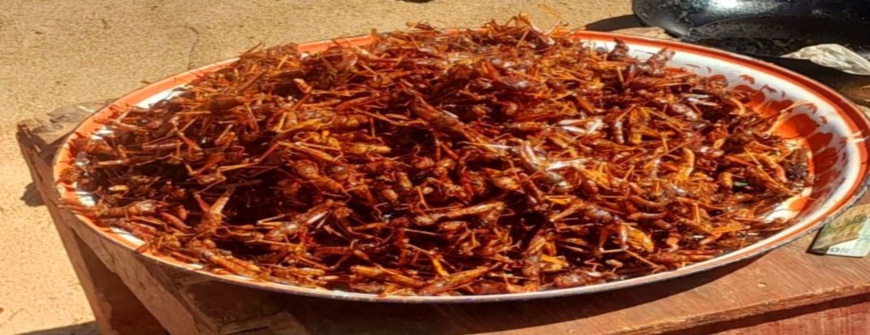 Tchad : Les défis de l'hygiène alimentaire dans la vente de criquets frits Tchad : Les défis de l'hygiène alimentaire dans la vente de criquets frits