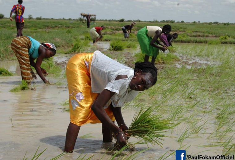 Grace au ministre Essimi Menye,la SEMRY a repris ses activités Grace au ministre Essimi Menye,la SEMRY a repris ses activités