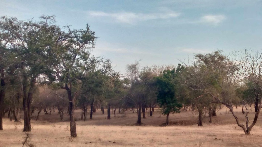 Tchad : Un véhicule de transport attaqué par des coupeurs de route près d’Am-Timan