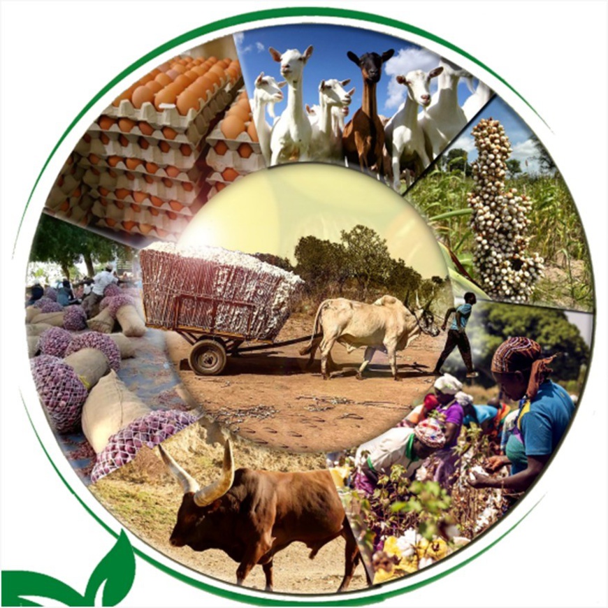 Cameroun : Garoua accueille le salon sous-régional des industries et techniques agro-pastorales Cameroun : Garoua accueille le salon sous-régional des industries et techniques agro-pastorales