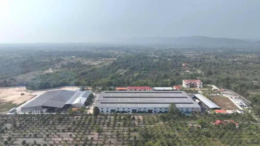 In recent years, Cambodia has exported a huge amount of mangos to China, which has driven the development of the local mango cultivation industry. Photo shows a mango plantation and processing facility in Kampong Speu Province, Cambodia. (Photo by Zhao Yipu/People's Daily)