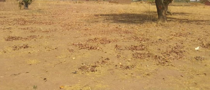 Tchad - Déficit pluviométrique à Mbikou : un défi pour la survie des populations Tchad - Déficit pluviométrique à Mbikou : un défi pour la survie des populations