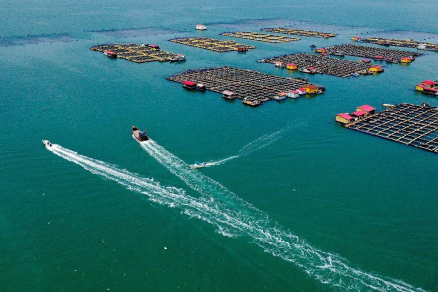 Photo shows a breeding base of big yellow croakers in Baiji Bay, Jiaocheng district, Ningde of southeast China's Fujian province. (Photo by Wang Wangwang/People's Daily Online) Photo shows a breeding base of big yellow croakers in Baiji Bay, Jiaocheng district, Ningde of southeast China's Fujian province. (Photo by Wang Wangwang/People's Daily Online)