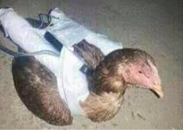 L'Etat Islamique (Daesh) utilise des "poulets kamikazes" et des "drônes" L'Etat Islamique (Daesh) utilise des "poulets kamikazes" et des "drônes"