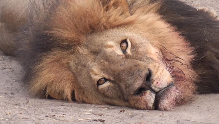 On s'inquiète pour un lion pas pour les massacres de Boko Haram? le monde est à l'envers!
