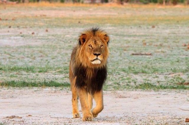 Le Zimbabwe rend justice au lion "Cecil" tué par un Américain Le Zimbabwe rend justice au lion "Cecil" tué par un Américain
