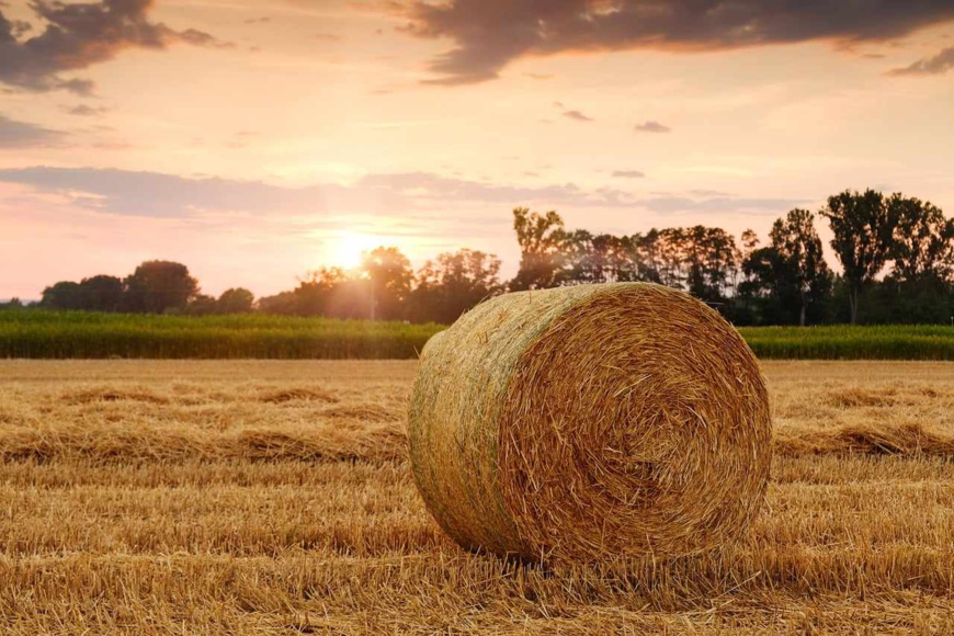Afrique centrale et de l'Ouest : assurer la sécurité sanitaire des aliments, de la ferme à la table