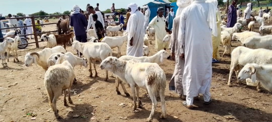 Tchad : à N’Djamena, le prix du mouton grimpe pour la Tabaski Tchad : à N’Djamena, le prix du mouton grimpe pour la Tabaski