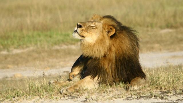 Cecil, lion de 13 ans, a été tué début juillet. | Photo : Reuters