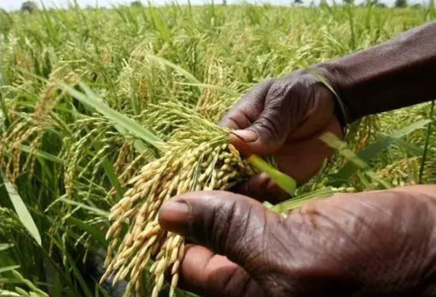 Tchad : avec le temps de l'agriculture, les jeunes tchadiens doivent retourner vers la terre Tchad : avec le temps de l'agriculture, les jeunes tchadiens doivent retourner vers la terre